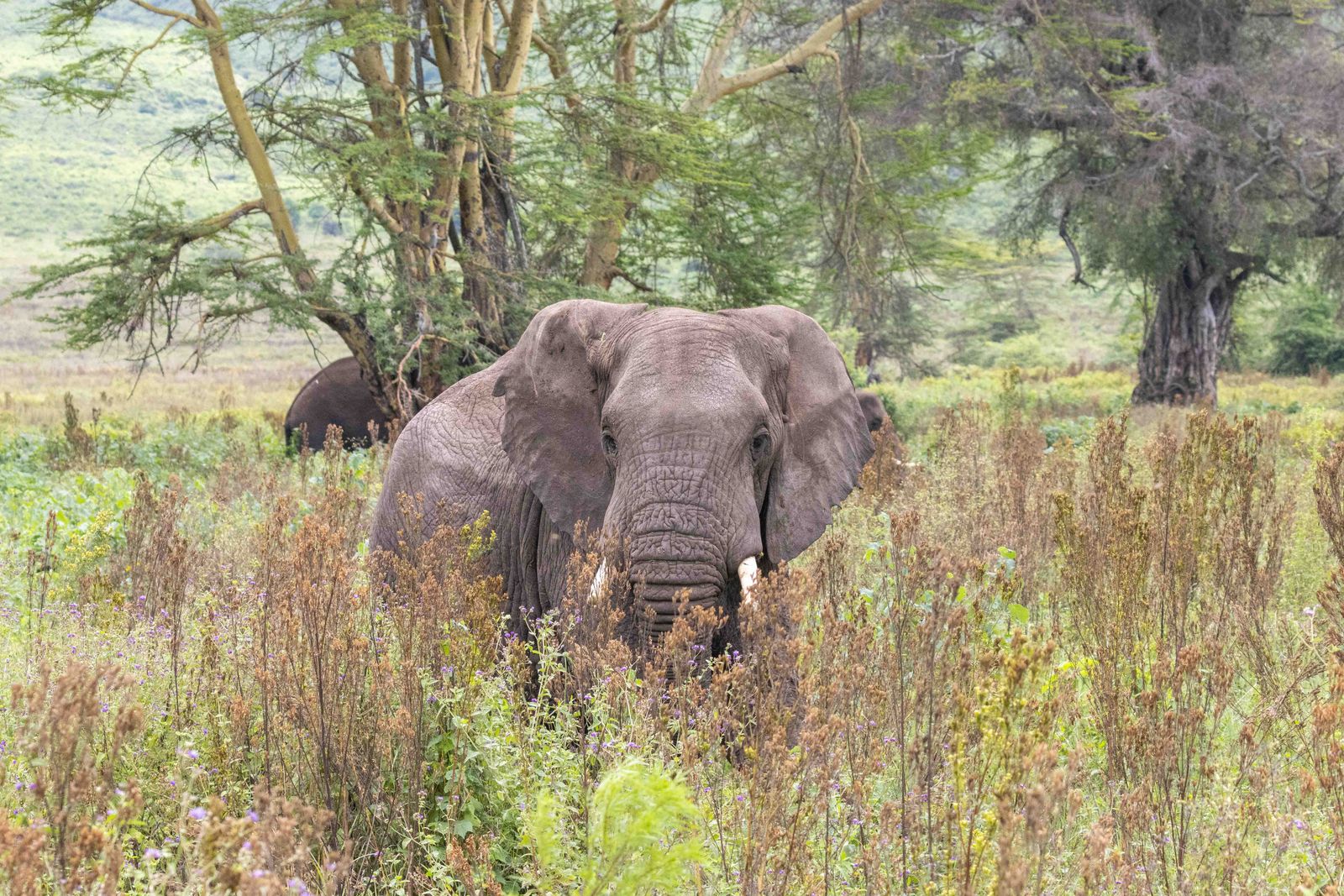 Tanzania Wildlife Ngorongoro olifant AZ (3).jpg - Jambo Safari Club